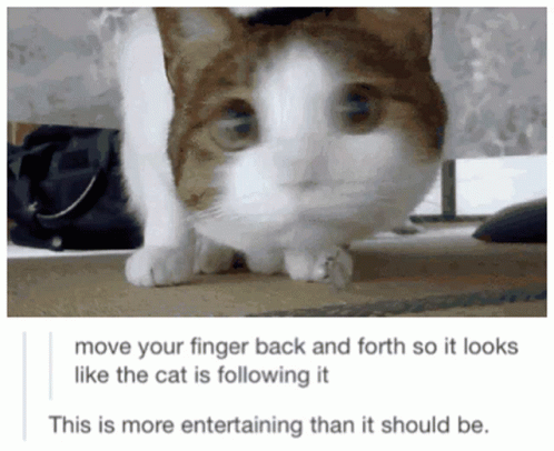 Cat Tumblr GIF
