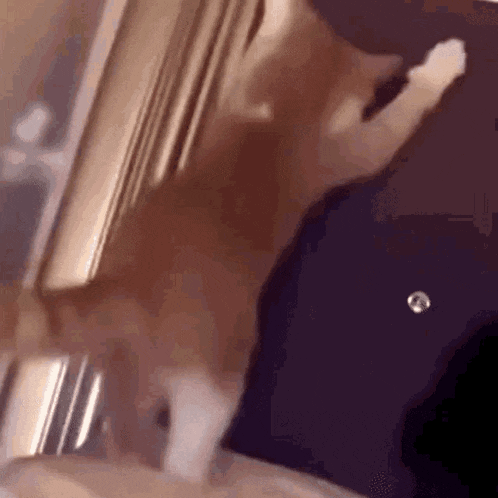 Cat Twerk Cat Wiggle GIF