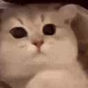 Cat Twitch GIF