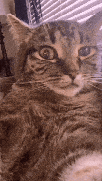 Cat Twitching GIF