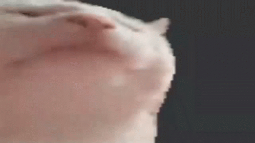 Cat GIF