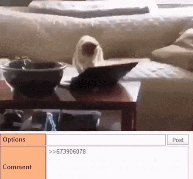 Cat Typing GIF