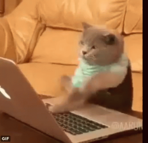 Cat Typing GIF
