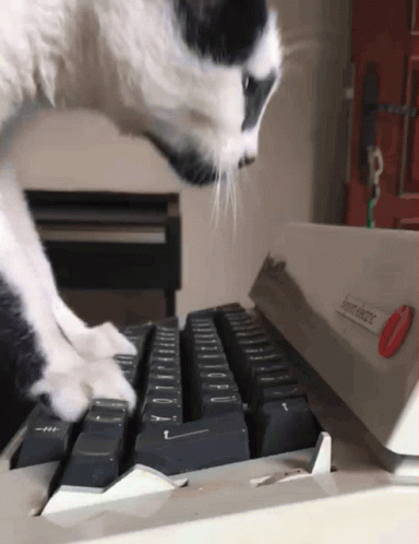Cat Typing GIF. This 384 x 498 animated GIF is part of our crazy typing collection. Related themes include cat, funny, typing. Created by givemeliberty…