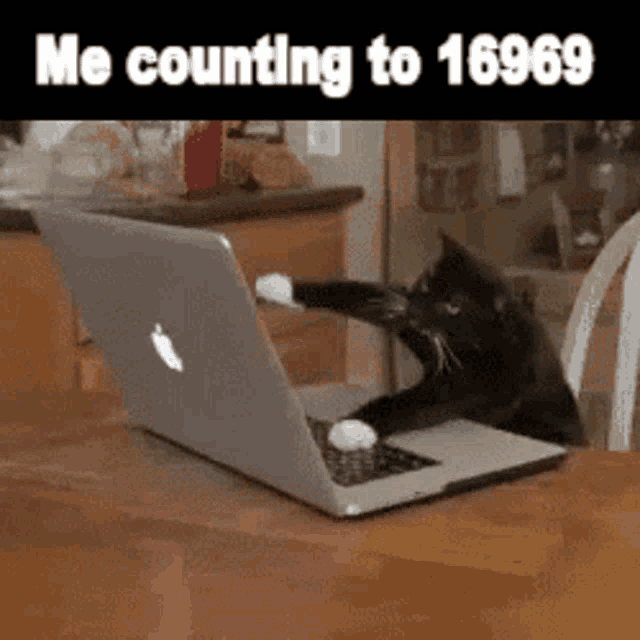 Cat Typing GIF