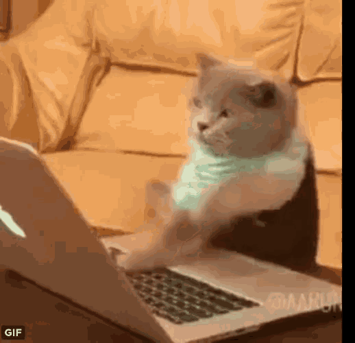 Cat Typing GIF