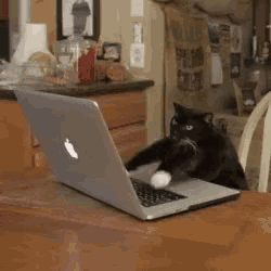 Cat Typing GIF
