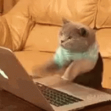 Cat Typing GIF. This 220 x 220 animated GIF is part of our crazy typing collection. Related themes include cat, typing. Created by rolandherrera5268. View…