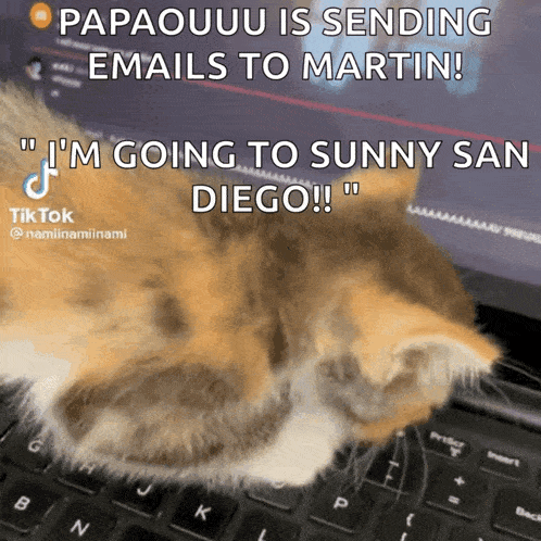 Cat Typing GIF