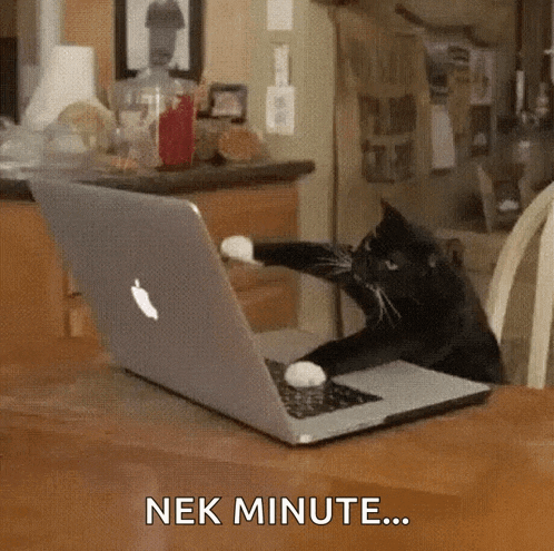 Cat Typing GIF