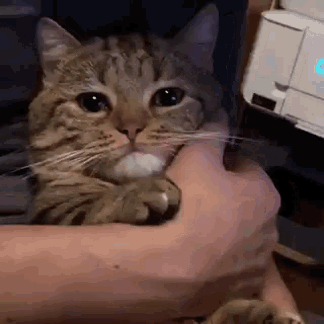 Cat GIF