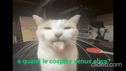 Cat GIF