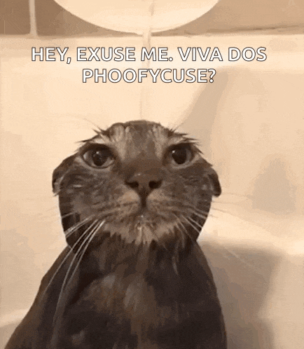 Cat Underwater GIF