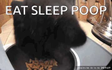 Cat GIF