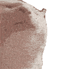 Cat Vibe Vibe Cat Sticker