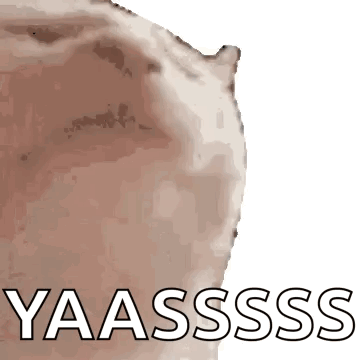 Cat Vibe Vibe Cat GIF