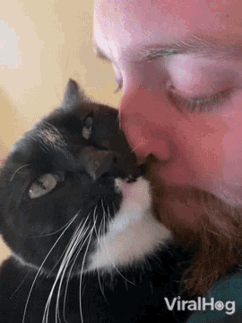 Cat Viralhog GIF