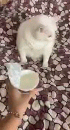 Cat Vomit GIF