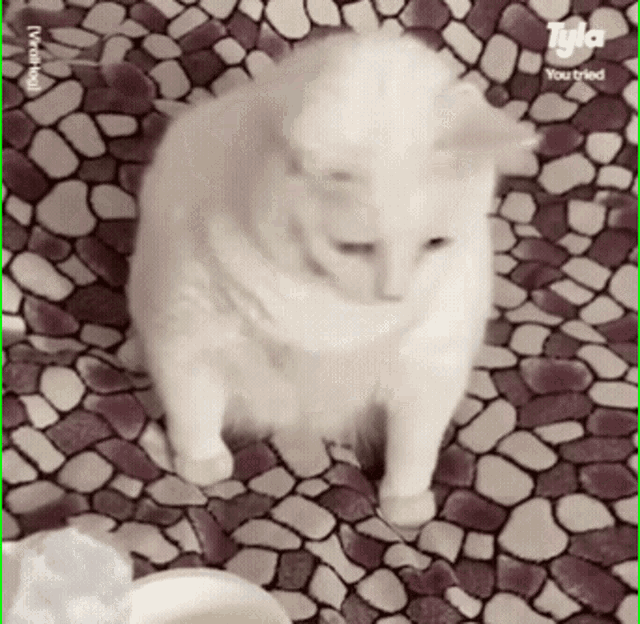 Cat Vomiting GIF