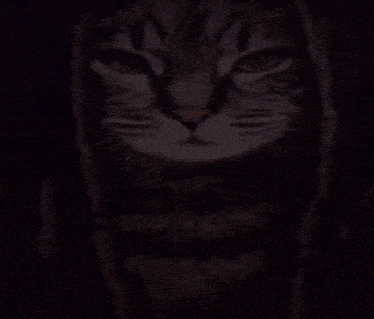 Cat Von King Von GIF