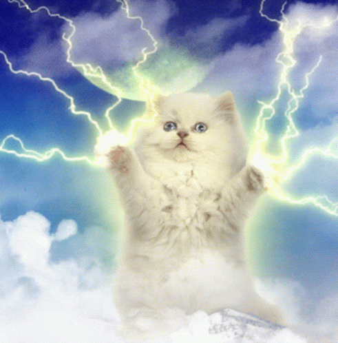 Cat GIF
