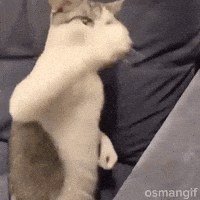 Cat Wah Wahh GIF