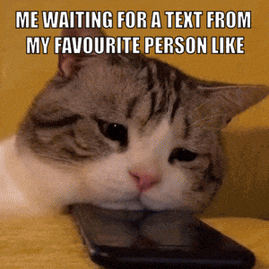 Cat Waiting For A Text Waiting For A Text Cat GIF