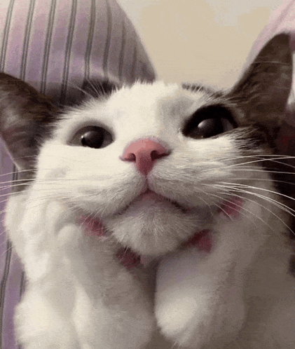 Cat Waiting Kitty Waiting GIF