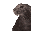 Cat Walid Sticker