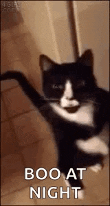 Cat Walking GIF