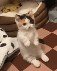 Cat Wave GIF