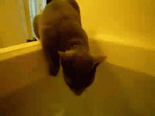 Cat GIF