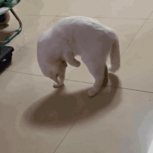 Cat Weird GIF