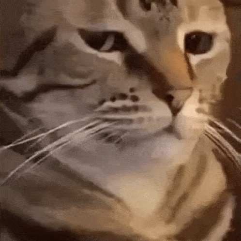 Cat Weird GIF
