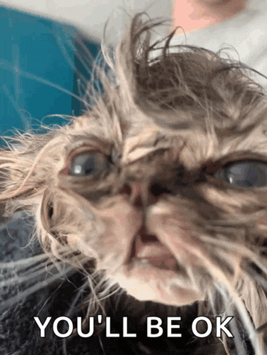 Cat Wet Meme
