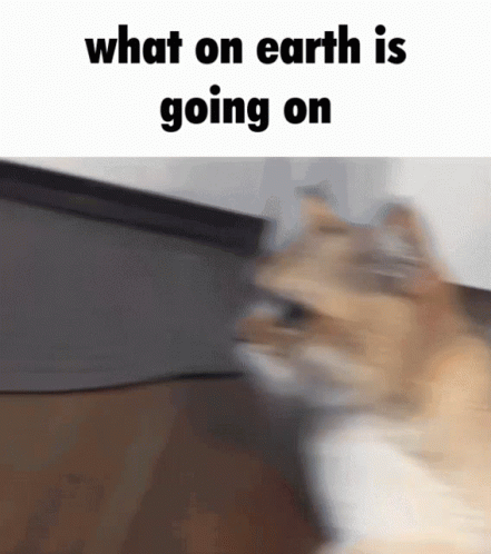 Cat What Is Happening GIF