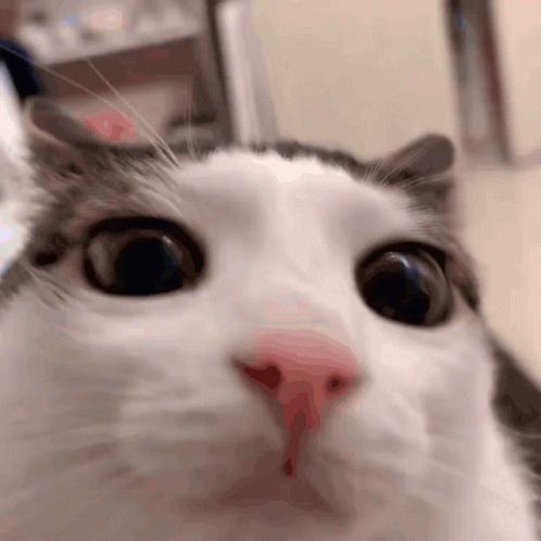 Cat White GIF