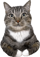 Cat White Paws Sticker
