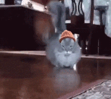 Cat Wif GIF