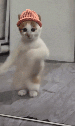 Cat Wif GIF
