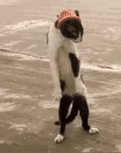 Cat Wif GIF