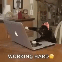Cat Wif GIF. This 250 x 250 animated GIF is part of our crazy typing collection. Related themes include cat, funny, typing. Created by catwifhat. View the…