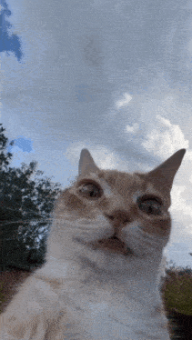 Cat GIF