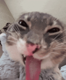 Cat With Tongue Eat It Up GIF