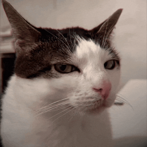 Cat With Wiered And Cute Reactions Suspectful Cat GIF