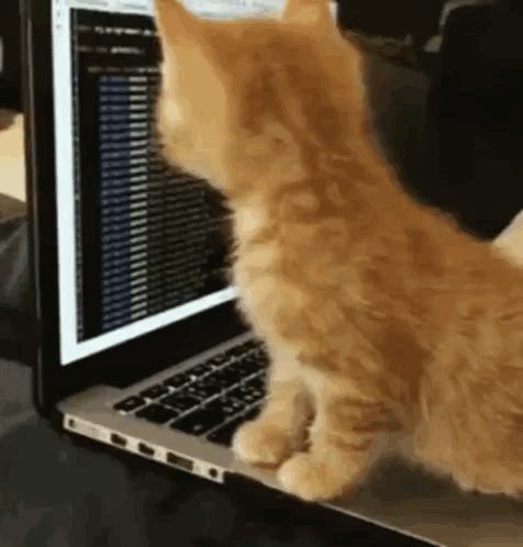 Cat Work In Progress GIF. This 476 x 498 animated GIF is part of our soy programador collection. Related themes include cat, work in progress. Created by…