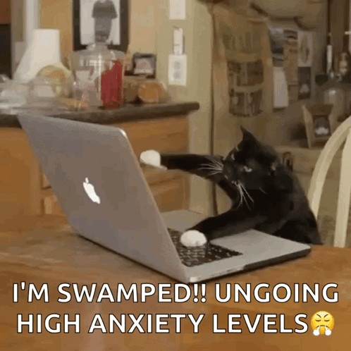 Cat Work GIF