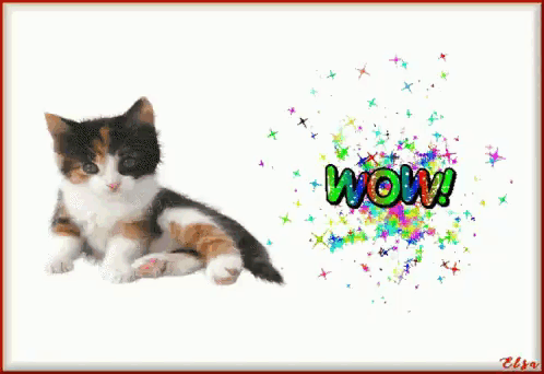 Cat Wow GIF