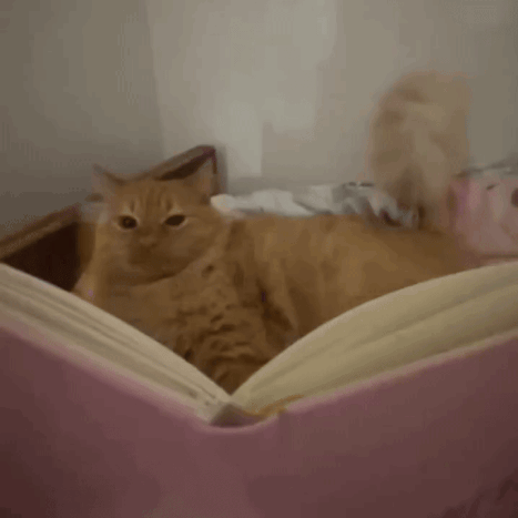 Cat Writing GIF. This 467 x 467 animated GIF is part of our writing collection. Related themes include book, cat, cat meme. Created by gengnshishin. View…