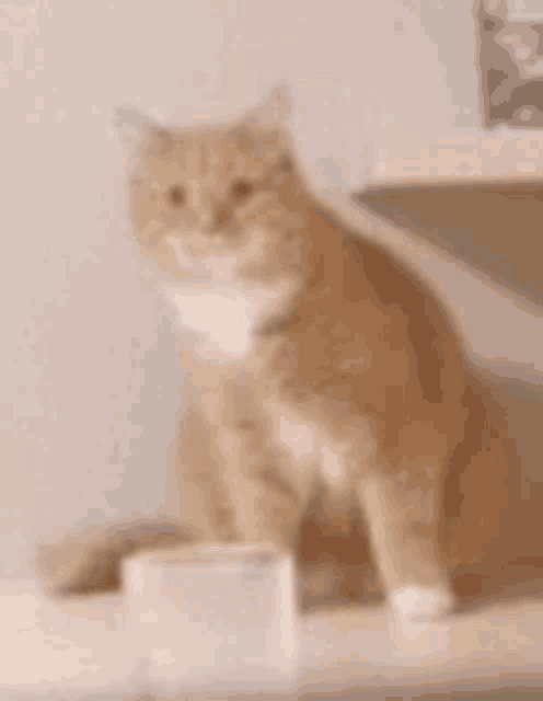Cat Wtf GIF